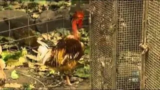 Rare poultry the unlikely victim of QLD floods