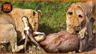 Lion Documentary | Lion Attacks Caught on Camera | Wild Animals