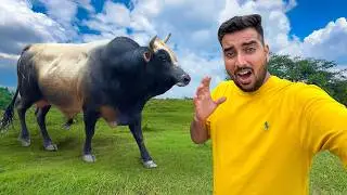 Jersey Bull Gaon Me Mila🐂🥲