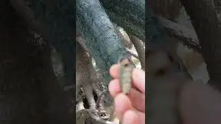 mud creeper at Mangrove forest #mud #snails  #mangrove