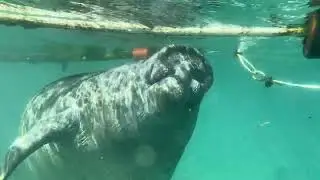 6. SUP paddle boarding with Manatees at crystal river #manatees #paddleboarding #crystalriver 