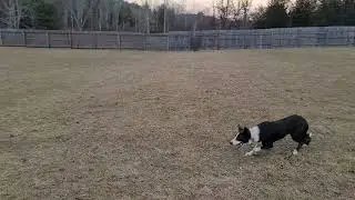 TrustyJoe, 13.5 months old(1)