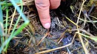 Agrifaune : Focus sur... le carabe !