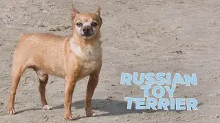 Russian Toy Terrier Breed Information 101