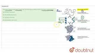 The alpha helices and beta sheets are the example of which level of protein organization | 12 | ...