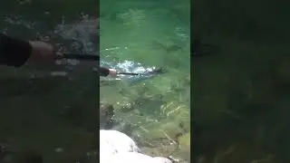 New Zealand Big Brown Trout!!