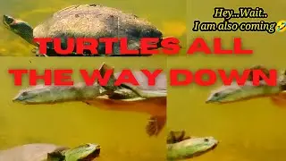 TURTLES Swim FAST 🐢Turtles All the Way Down| The Turtles - Happy Together #shorts #pets #compilation