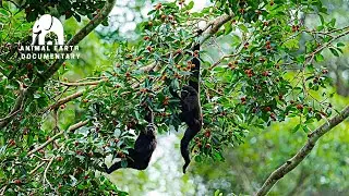 SOUTH ASIAN WILDLIFE Conservation Like You've NEVER SEEN Before