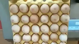 Маркировочный комплекс MARK EGGS HP-16800, маркування яєць на птахофабриках, складах, маркер за яйца