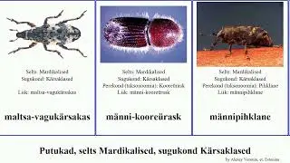 Putukad, selts Mardikalised, sugukond K&auml;rsaklased insect Harilik r&auml;di&uuml;rask Hiid&uuml;rask v&otilde;ra&uuml;rask