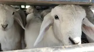 Way to saudi arabia #viral #saudiarabia #trending #shortsviral #youtubeshorts #vlog #umrah 