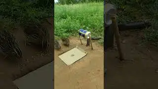 Animal traps - bird traps, underground cardboard and cans #shorts