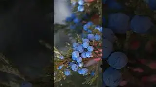 5 Health Benefits of Juniper Berries