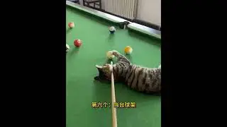 10 Hidden Cat Abilities You Didn't Know About #shorts #cats #pets #cutecat