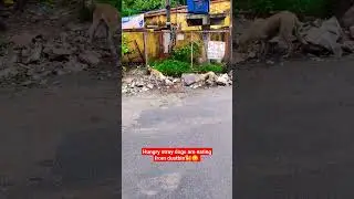 Hungry stray dogs are eating from dustbin🐕😭||#shorts #puppy #dog