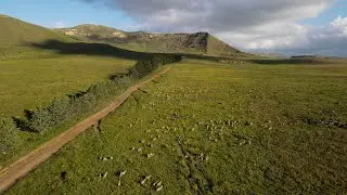 Cattle and Sheep with some grey Rhebok