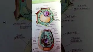 # EUKARYOTIC CEELS #neet question 3 to 4 marks fix #trending #youtubeshorts.