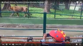 Wajah Harimau Sumatera di Kebun Binatang Surabaya 2017