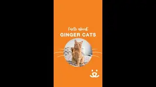 🧡 Ginger #Cat Appreciation 😸