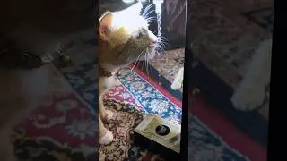 my cats vs cool gravity-defying gadget 😎 #shorts