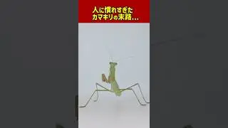 カマキリが人間に慣れると... #カマキリ #マーチさん #昆虫