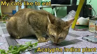 My cats like to eat Acalypha indica plant