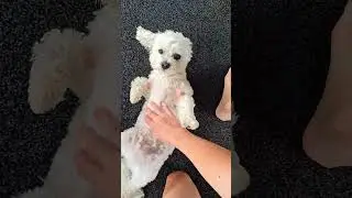 belly rub tine