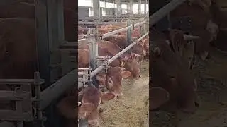 cows cute baby ll #animal_shorts !! #animals_video !! #cows_video !!