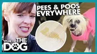 Victoria Shocked by Dog Peeing All Over Owner's House | It's Me or the Dog