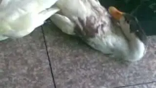 20080807    