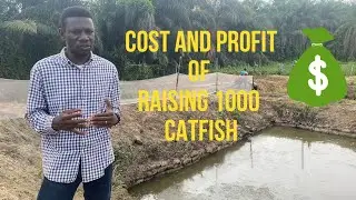 PRODUCTION COST AND PROFIT OF ONE THOUSAND CATFISH FINGERLINGS  TO TABLE SIZE #catfishfarming #fish