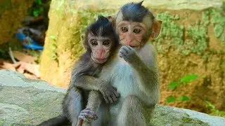 How Sweet you are Maci and Daniela | Adorable baby monkey / Monkey Post