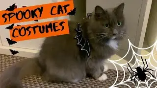 Dressing My Cat Up For Halloween