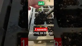 Przesadź ze mną rozsadę papryki! Pokażę Ci 2 sposoby! #ogrodnictwo #warzywa #papryka #pikowanie