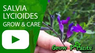 Salvia lycioides - grow & care (Canyon Sage)