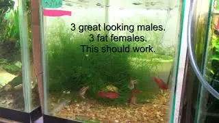 Cherry Barbs Spawning Setup To Swimming Fry