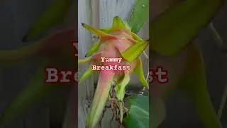Dragon Fruit THE Harvest Delight. #shorts #garden #dragonfruit