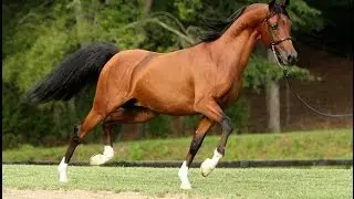 Bonne Vivant ++++// Multiple National Champion - 2012 Scottsdale Arabian Show Video Ad