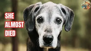 Courageous Elderly Homeless Woman | True Story in Prescott Arizona (S6E3)