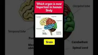 #which organ is most important in human body#