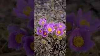 Crocus Magic up north✨ #crocus #flowers #shortsviral #nature #flowersofinstagram #viralshorts