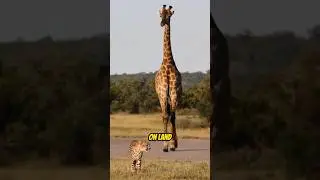 Why GIRAFFES Have Long Necks? #NatureFact
