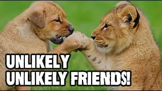 Unlikely Animal Friendships That Will Melt Your Heart 🐾 |WEAREWILD|