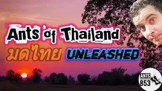 Ants of Thailand UNLEASHED | Ant Keeping Season 2020 Week 2