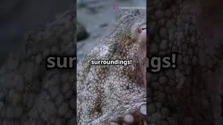 Random Octopus Trivia!!