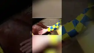 СКАЙ БОЙ - Лучший жеребец 2-х лет 2023
