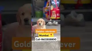 Golden retriever puppies available for sale in mumbai call-8652858800 #mumbai #dog #goldenretriever