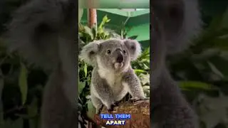 Koalas Have Fingerprints Like Humans 😲🐨