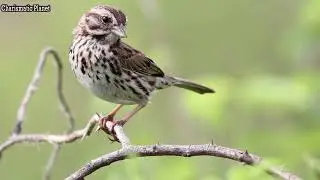 Song Sparrow Characteristics