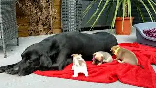 Puppies, Chihuahua x Chug
